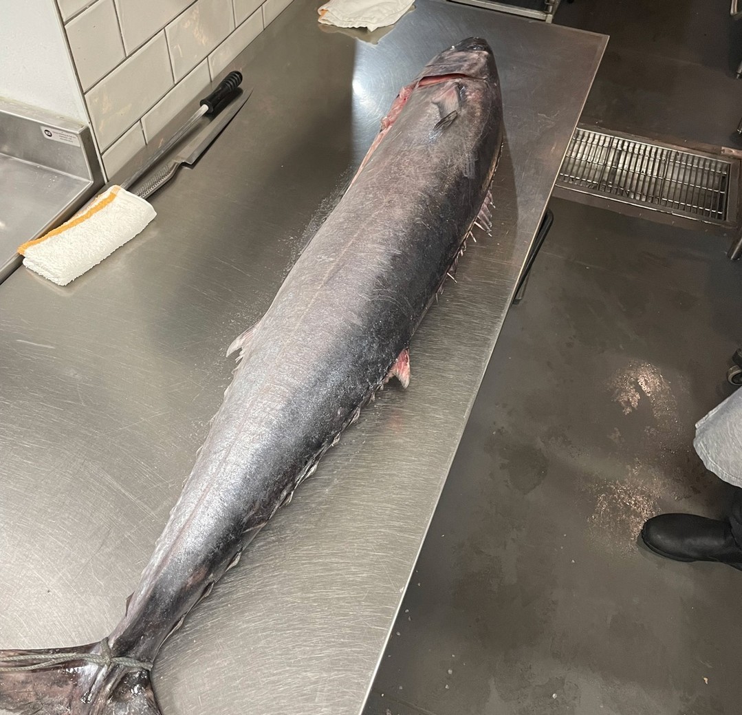 Chef Howells is turning this beautiful 58lb Wahoo from @crosbysseafood into Crudo with summer peaches, buttermilk, basil and tempura flakes. Make a reservation and enjoy fresh, local seafood tonight!⁠
.⁠
.⁠
.⁠
#wahoo #localseafood #eatlocal #sustainableseafood #lowcountry #freshseafood